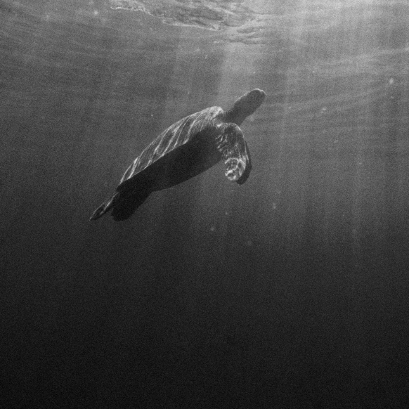 Diving